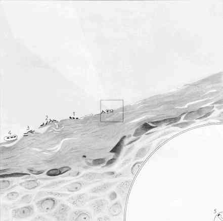 Cosmic View, page 37