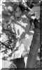 April_96.jpg (49553 bytes)