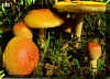 a-muscaria.jpg (114788 bytes)