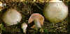 agaricus.jpg (76958 bytes)
