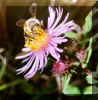 bee.JPG (126152 bytes)