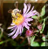 bee.JPG (123450 bytes)