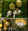 coprinus.jpg (165210 bytes)