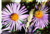 flowers.JPG (55559 bytes)