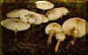 lepiota-r.jpg (60657 bytes)