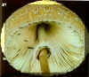 lepiota.jpg (122959 bytes)