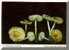 marasmius.jpg (63502 bytes)