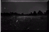 mating_fileflies.jpg (63833 bytes)