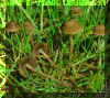 panaeolus.jpg (92071 bytes)