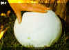 puffball1.jpg (67663 bytes)