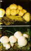 puffball2.jpg (197544 bytes)