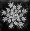 queen_anne's_lace.jpg (30107 bytes)