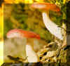 russula.jpg (61316 bytes)